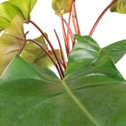 Philodendron Erubescens Red Emerald - Moss Pole 9 Philodendron Erubescens Red Emerald - Moss Pole -Garden Potted Plant Shop Philodendron Red Emerald SWATCH 2