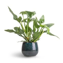 Philodendron Hastatum Silver Queen -Garden Potted Plant Shop Philodendron Silver Queen 17x50 Odile Plant Pot Petrol 24x19cm