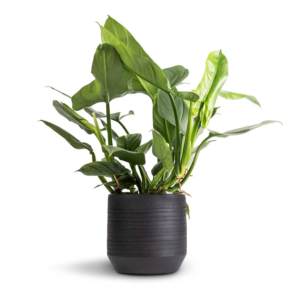 Norell Plant Pot - Black 7 Norell Plant Pot - Black - Image 7