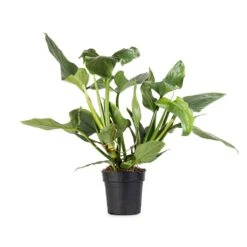 Philodendron Hastatum Silver Queen -Garden Potted Plant Shop Philodendron Silver Queen