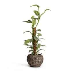 Luxe Lite Moon Globe Planter - Bronze 17 Luxe Lite Moon Globe Planter - Bronze -Garden Potted Plant Shop Philodendron Silver Queen Moss Pole 17x65cm Luxe Lite Moon Globe Planter Bronze 28x20cm