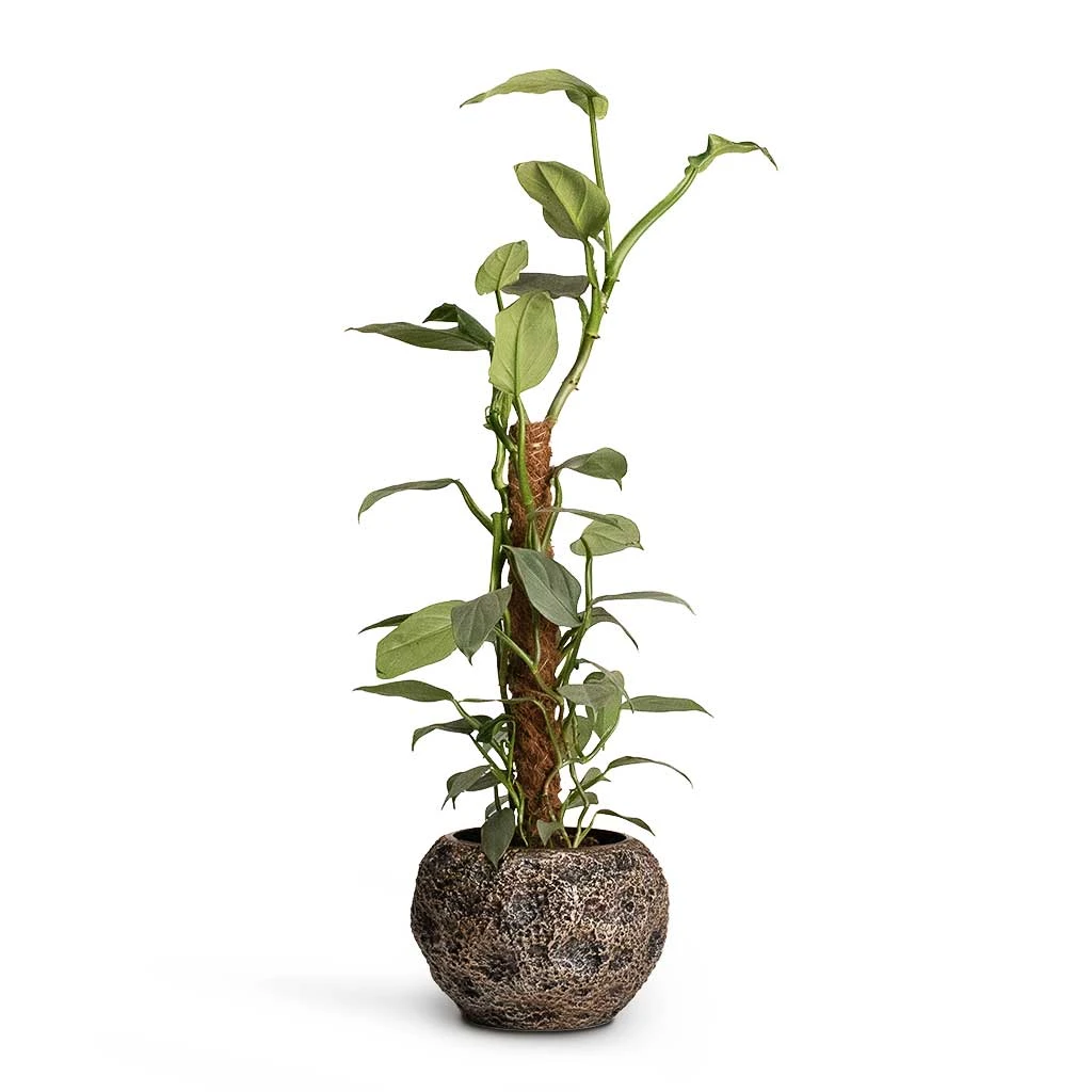 Luxe Lite Moon Globe Planter - Bronze 8 Luxe Lite Moon Globe Planter - Bronze - Image 8
