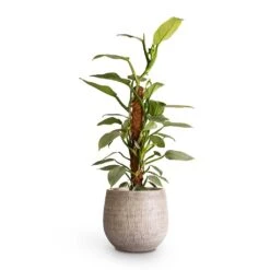 Ryan Plant Pot - White Black -Garden Potted Plant Shop Philodendron Silver Queen Moss Pole 17x65cm Ryan Plant Pot White Black 26x26cm