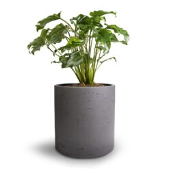 Puk Plant Pot - Black Washed 21 Puk Plant Pot - Black Washed -Garden Potted Plant Shop Philodendron Winterbourn Xanadu Philodendron 19x40cm Puk Plant Pot Black Washed 25x25cm e86ebc6f 8b99 48bc 9527 67d8582ed66c