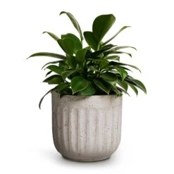 Philodendron Erubescens Green Princess -Garden Potted Plant Shop Philodendron erubescens Green Princess 12x25cm Duncan Plant Pot Cement 17x16cm 420ff894 e98d 44e5 96e1 4347c8b2e6f2