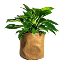 Philodendron Erubescens Green Princess -Garden Potted Plant Shop Philodendron erubescens Green Princess 12x25cm Plant Pot Juna Cognac 25x25cm