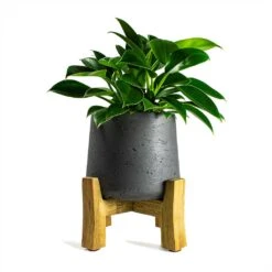 Patt Plant Pot - Low Stand - Black Washed -Garden Potted Plant Shop Philodendron erubescens Green Princess 12x25cm Plant Pot Patt Low Stand Black Washed 20x21cm ca37516c ba47 494b 92ba 194d5cd8bcc8
