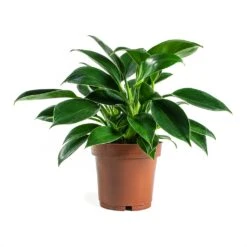 Philodendron Erubescens Green Princess -Garden Potted Plant Shop Philodendron erubescens GreenPrincess Houseplant 12x25cm