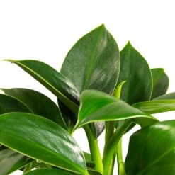 Philodendron Erubescens Green Princess -Garden Potted Plant Shop Philodendron erubescens GreenPrincess Houseplant Far Leaf 12x25cm