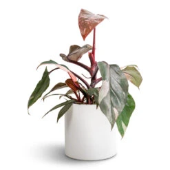 Puk Essentials Planter - Matt White -Garden Potted Plant Shop Philodendron erubescens Pink Princess 12x25cm Puk Essentials Planter Matt White 15x15cm fad5b674 5f6e 47b2 ae8a 068b643d5215