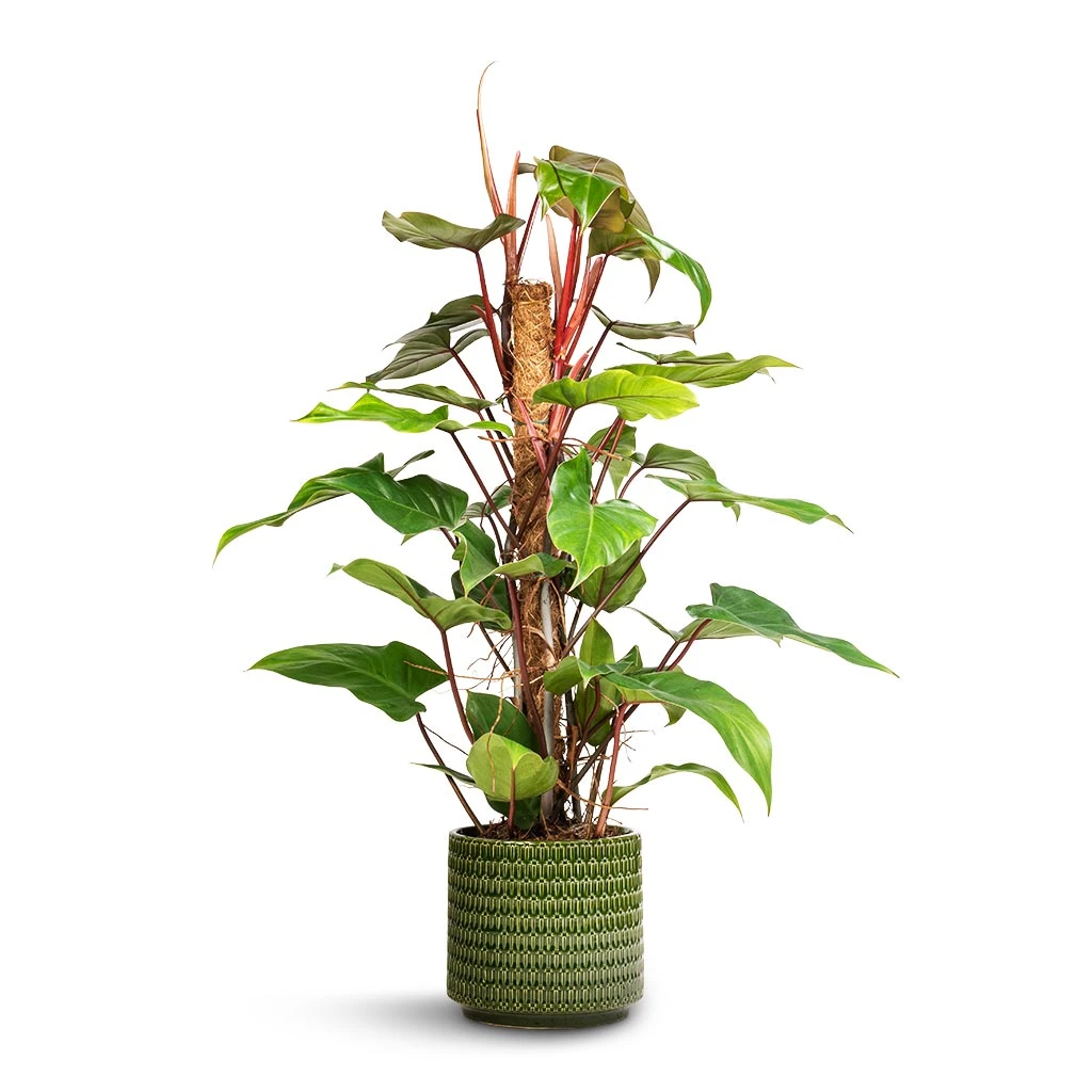 Philodendron Erubescens Red Emerald - Moss Pole 1 Philodendron Erubescens Red Emerald - Moss Pole