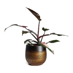 Mya Plant Pot - Shiny Mocha -Garden Potted Plant Shop Philodendron erubescens pink Princess Houseplant 17x50cm Plant Pot MYA Mocha 22x20cm 4b1412cc d9fe 49cd a989 a36d48b70164