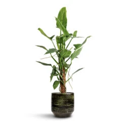Sanna Plant Pot - Moss Green -Garden Potted Plant Shop Philodendron hastatum Silver Queen Moss Pole 17x65cm Sanna Plant Pot Moss Green 25x23cm d6f2d50f c0c4 434d 93ca 44f136a06d4f