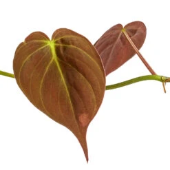 Philodendron Micans - Velvet Leaf Philodendron 8 Philodendron Micans - Velvet Leaf Philodendron -Garden Potted Plant Shop Philodendron micans DETAIL 3
