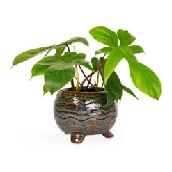 Dewi Plant Pot - Marrakesh 27 Dewi Plant Pot - Marrakesh -Garden Potted Plant Shop Philodendron pedatum Oak Leaf Philodendron 12x25cm Dewi Plant Pot Marrakesh 18x14cm 276365b0 880c 4158 9e59 828415d627ce