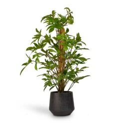 Raindrop Tube Round Planter - Anthracite -Garden Potted Plant Shop Philodendron pedatum Oak Leaf Philodendron Moss Pole 21x100cm RaindropTubeRoundPlanter Anthracite 30x26cm de92da5b c83d 4884 bf57 be27979a39fd