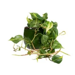 Charlotte Plant Pot - Green 39 Charlotte Plant Pot - Green -Garden Potted Plant Shop Philodendron scandens Brasil Sweetheart Plant 15x40cm Charlotte Plant Pot Green 23x20cm d7a76e0b a1cb 4161 b7a3 b25e57f95817