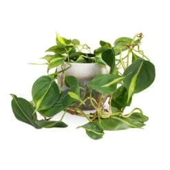 Tarra Plant Pot - Forest -Garden Potted Plant Shop Philodendron scandens Brasil Sweetheart Plant 15x40cm Tarra Plant Pot Forest 19x16cm 59e426ac f1ea 44f0 903a 73e6753f4e76