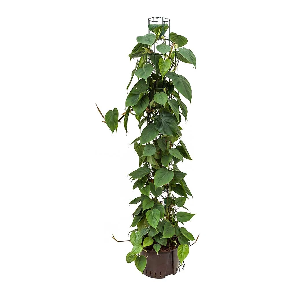 Philodendron Scandens - Column - HydroCare 1 Philodendron Scandens - Column - HydroCare