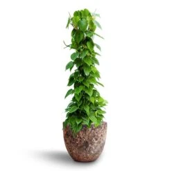 Philodendron Scandens - Column - HydroCare 17 Philodendron Scandens - Column - HydroCare -Garden Potted Plant Shop Philodendron scandens Column Hydroculture Lava Couple Relic Planter Pink