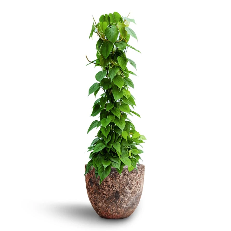 Philodendron Scandens - Column - HydroCare 8 Philodendron Scandens - Column - HydroCare - Image 8