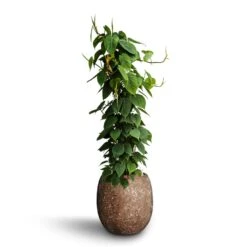 Philodendron Scandens - Column - HydroCare 14 Philodendron Scandens - Column - HydroCare -Garden Potted Plant Shop Philodendron scandens Column Hydroculture Polystone Coated Plain Balloon Planter Rock