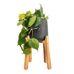 Patt Plant Pot - Tall Stand - Black Washed 12 Patt Plant Pot - Tall Stand - Black Washed -Garden Potted Plant Shop Philodendron scandens Sweetheart Plant 17x30cm Patt Plant Pot Tall Stand Black Washed 30x43cm