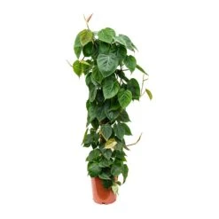 Garden Potted Plant Shop -Garden Potted Plant Shop Philodendron scandens Sweetheart Plant Moss Pole