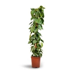 Philodendron Scandens - Sweetheart Plant - Moss Pole -Garden Potted Plant Shop Philodendron scandens Sweetheart Plant Moss Pole 27x150cm