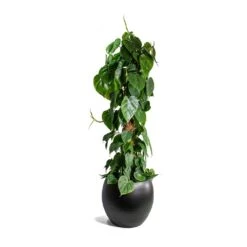 Philodendron Scandens - Sweetheart Plant - Moss Pole -Garden Potted Plant Shop Philodendron scandens Sweetheart Plant Moss Pole Cresta Plant Pot Matt Black ad045daa a207 420b b267 b77b40964c4c