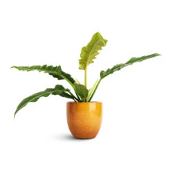 Jolin Plant Pot - Ochre -Garden Potted Plant Shop Philodendron selloum Narrow Tiger Tooth 14x30cm Jolin Plant Pot Ochre 16x14cm 9fb288a6 e3cc 4a1c 995c 51c82f14c94e