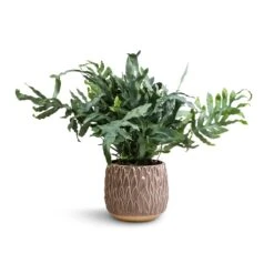 Arles Leaf Plant Pot - Mocha -Garden Potted Plant Shop Phlebodium Blue Star Blue Star Fern 17x50cm Arles Leaf Plant Pot Mocha 20x20cm