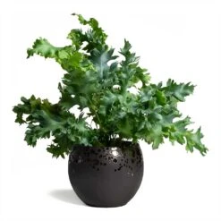 Phlebodium Davana - Blue Star Fern -Garden Potted Plant Shop Phlebodium Blue Star Blue Star Fern 17x50cm Kae Plant Pot Mocha 17x13cm