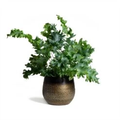 Mya Plant Pot - Deep Champagne -Garden Potted Plant Shop Phlebodium Blue Star Blue Star Fern 17x50cm Mya Plant Pot Deep Champagne 15x13cm ee87431e b6fa 491e 99d9 a6520f6cfc7c