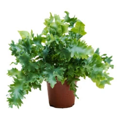 Phlebodium Davana - Blue Star Fern -Garden Potted Plant Shop Phlebodium davana Blue Star Fern 12cm