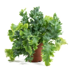 Phlebodium Davana - Blue Star Fern -Garden Potted Plant Shop Phlebodium davana Blue Star Fern 12cm ddaf9484 a45b 4414 8fcc 275e778050df