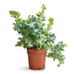 Phlebodium Davana - Blue Star Fern -Garden Potted Plant Shop Phlebodium davana Blue Star Fern 12x25cm