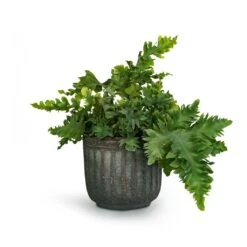 Phlebodium Davana - Blue Star Fern -Garden Potted Plant Shop Phlebodium davana Blue Star Fern 12x25cm Duncan Plant Pot Blue Gold 17x16cm 23fc29e3 c994 4c20 8cff c18b9c13865c