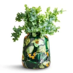 Phlebodium Davana - Blue Star Fern -Garden Potted Plant Shop Phlebodium davana Blue Star Fern 12x25cm Lammie Planter Bee Green 21x24cm