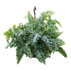 Phlebodium Davana - Blue Star Fern -Garden Potted Plant Shop Phlebodium davana Blue Star Fern 20cm