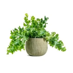 Phlebodium Davana - Blue Star Fern -Garden Potted Plant Shop Phlebodium davana Blue Star Fern Feico Plant Pot Mint Grey