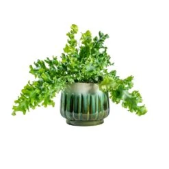 Phlebodium Davana - Blue Star Fern -Garden Potted Plant Shop Phlebodium davana Blue Star Fern alice ocean plant pot