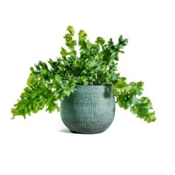 Phlebodium Davana - Blue Star Fern -Garden Potted Plant Shop Phlebodium davana Blue Star Fern ryan shiny blue plant pot