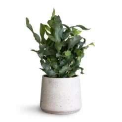 Patt Plant Pot - White Washed 20 Patt Plant Pot - White Washed -Garden Potted Plant Shop Phlembodium Blue Star Blue Star Fern 12x30cm Patt Plant Pot White Washed 16x14cm f74a80f2 96d1 4a80 be28 ef2f181545a8