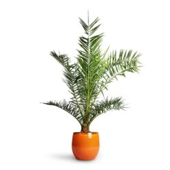 Charlotte Plant Pot - Orange -Garden Potted Plant Shop Phoenix Canariensis Canary Island Date Palm 21x130cm Charlotte Plant Pot Orange 29x25cm 5949e52b a23d 47b5 bc4d 36092620ae12