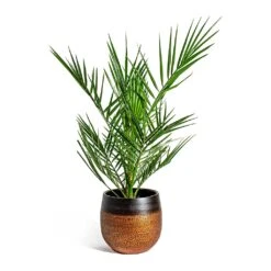 Mya Plant Pot - Shiny Mocha -Garden Potted Plant Shop Phoenix canariensis Canary Island Date Palm Mya Plant Pot Shiny Mocha 22cm 94a3fb20 a36a 4916 b2ba 7a71a2f330e2