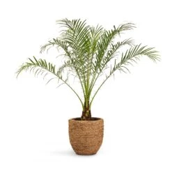 Cody Plant Pot - Straw Grass -Garden Potted Plant Shop Phoenix roebelenii Pygmy Date Palm 17x50cm Cody Plant Pot Straw Grass 27x26cm 425c9fa2 386a 4cad bf97 eb9815a36266