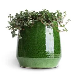 Remi Plant Pot - Green -Garden Potted Plant Shop Pilea glaucophylla Greyzy Silver Sparkles 10.5x15cm Remi Plant Pot Green 15x15cm