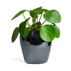 Amora Plant Pot - Anthracite Mirror 16 Amora Plant Pot - Anthracite Mirror -Garden Potted Plant Shop Pilea peperomioides Chinese Money Plant 15x25cm Amora Plant Pot Anthracite Mirror 21x21cm