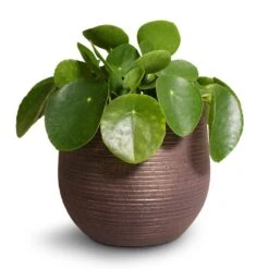 Lydia Plant Pot - Shiny Purple 29 Lydia Plant Pot - Shiny Purple -Garden Potted Plant Shop Pilea peperomioides Chinese Money Plant 15x25cm Lydia Plant Pot Shiny Purple 18x16cm 2